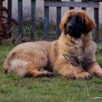 leonberger štěně