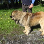 leonberger Sedmidomky