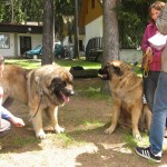leonberger Sedmidomky