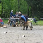 leonberger Sedmidomky