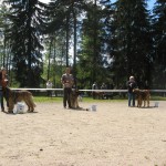 leonberger Sedmidomky