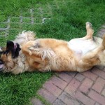 leonberger Sedmidomky