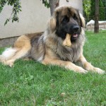 leonberger sedmidomky