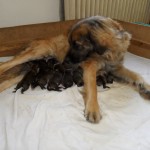 leonberger sedmidomky