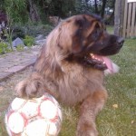 leonberger sedmidomky