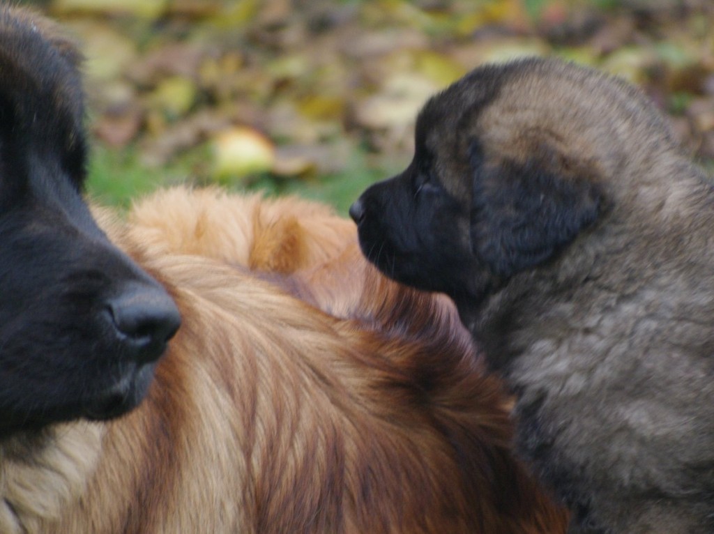 leonberger