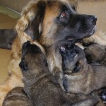 leonberger