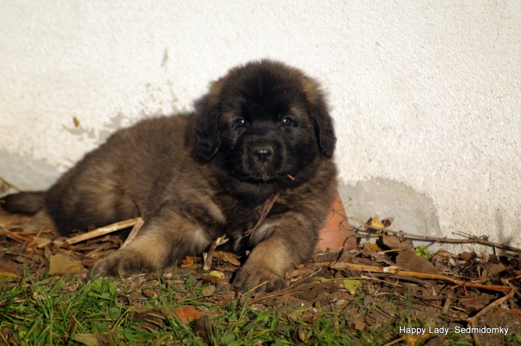 Happy Lady Sedmidomky