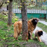 Harley with mom Erki