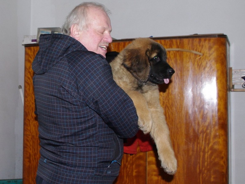 leonberger sedmidomky