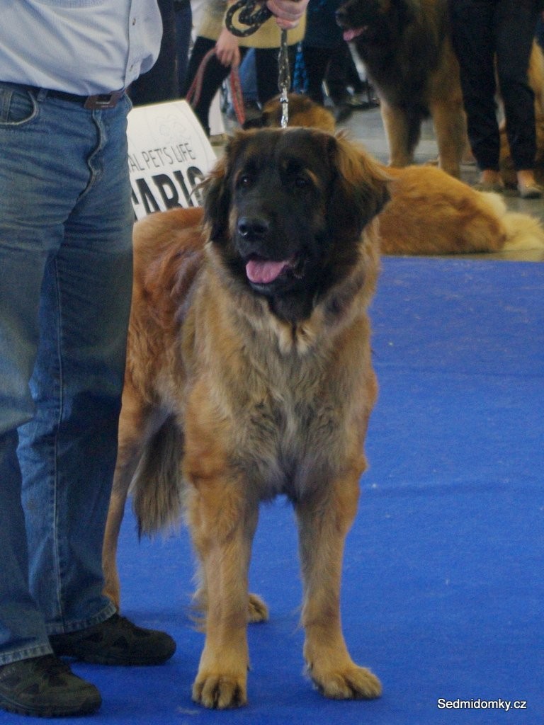 Ginger Sedmidomky V1, CAC, res. CACIB DUOCACIB
