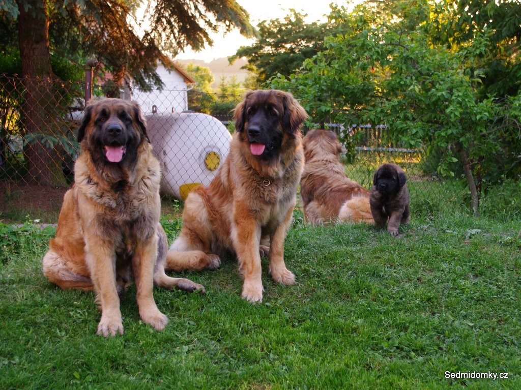 všichni naši leoni