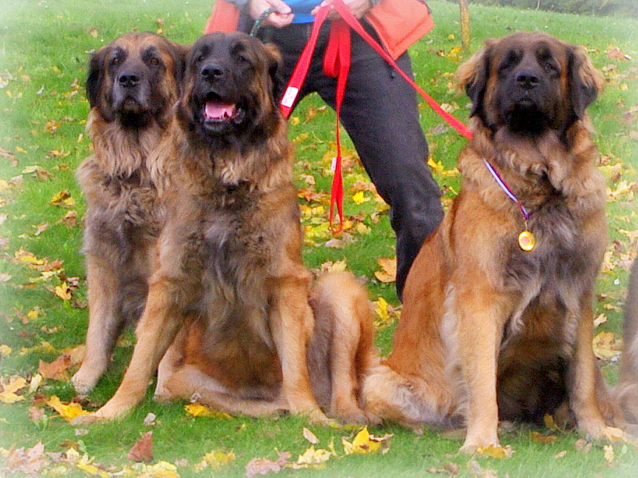 leonberger