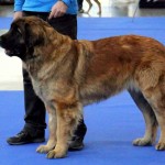 leonberger