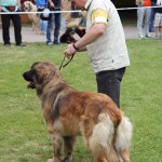 leonberger Sedmidomky