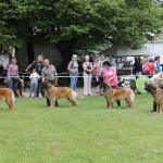 leonberger Sedmidomky