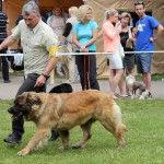 leonberger Sedmidomky