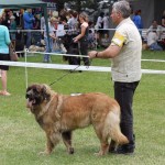 leonberger Sedmidomky