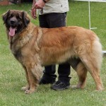 leonberger Sedmidomky