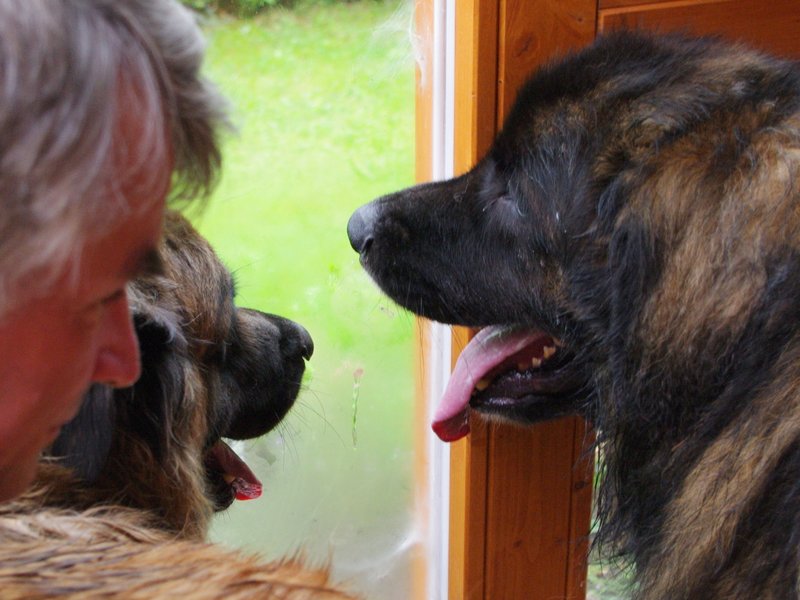 leonberger