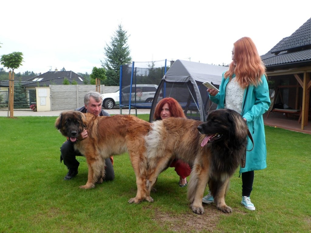 leonberger