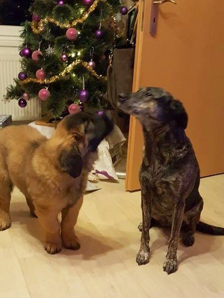 15683461_1634858869873686_600661282_n