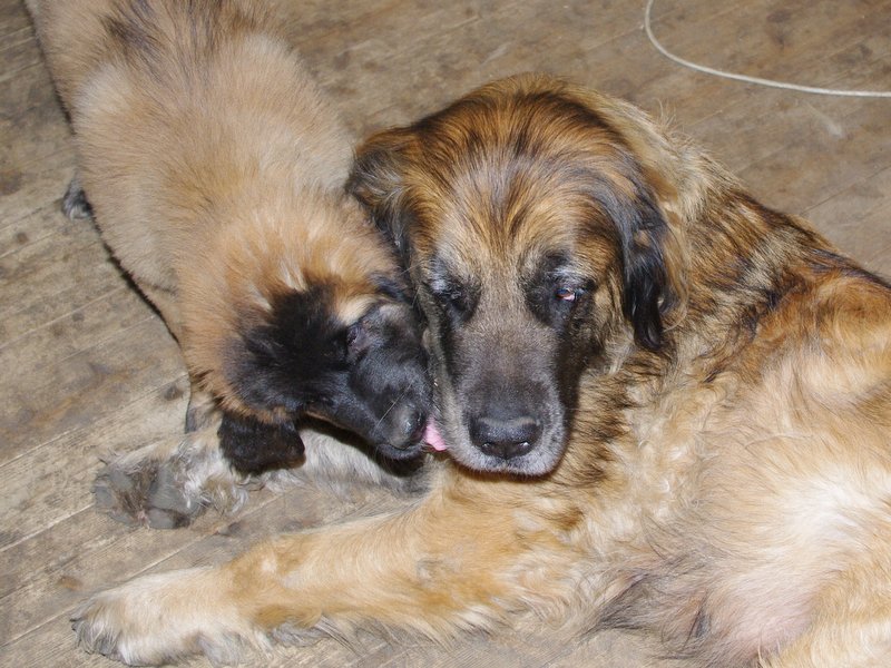 leonberger sedmidomky