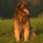 Espen Sedmidomky - 6let