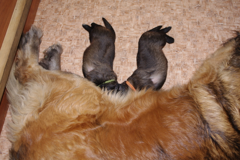 štěňata 2 O Sedmidomky