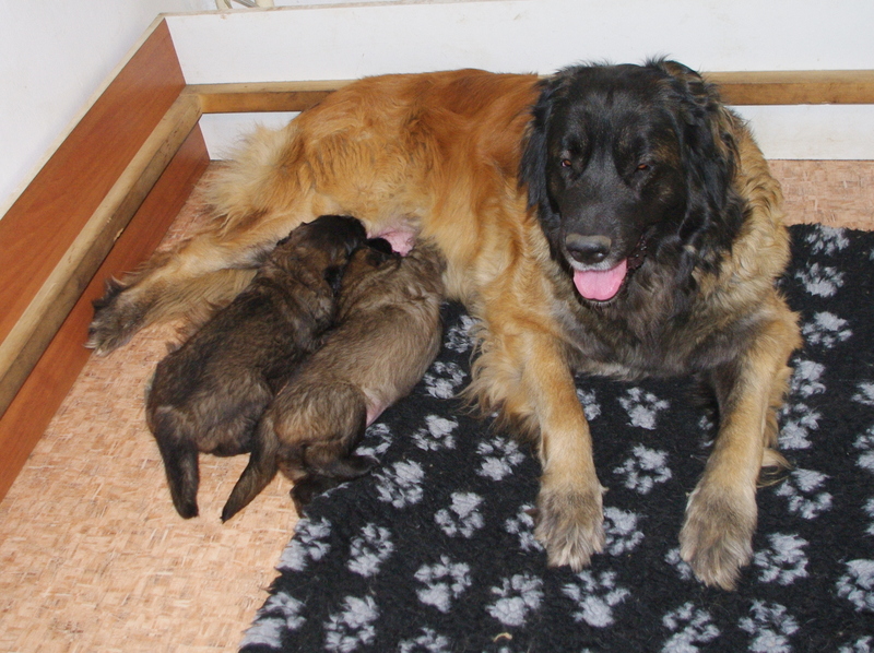leonberger Sedmidomky