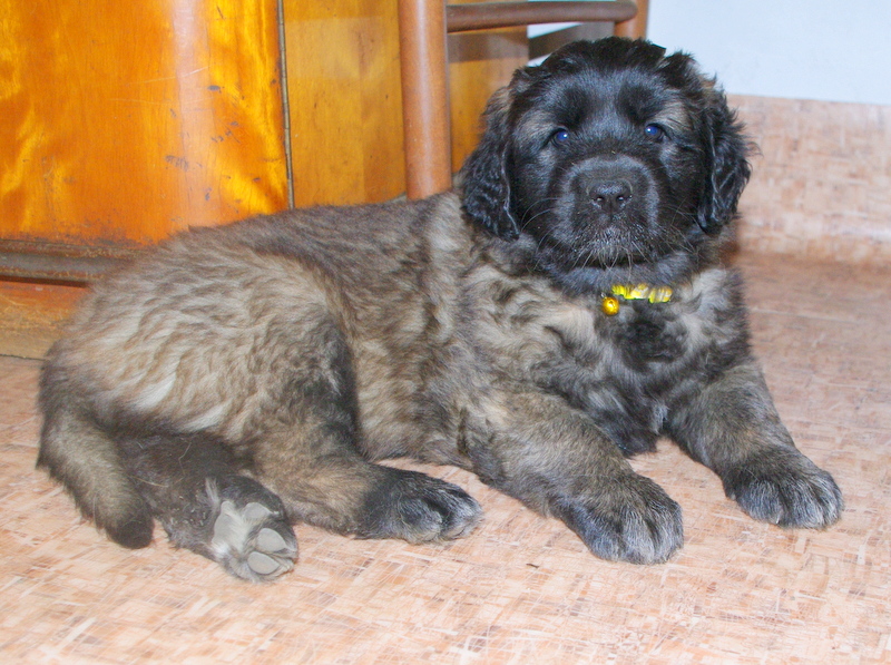 leonberger puppy