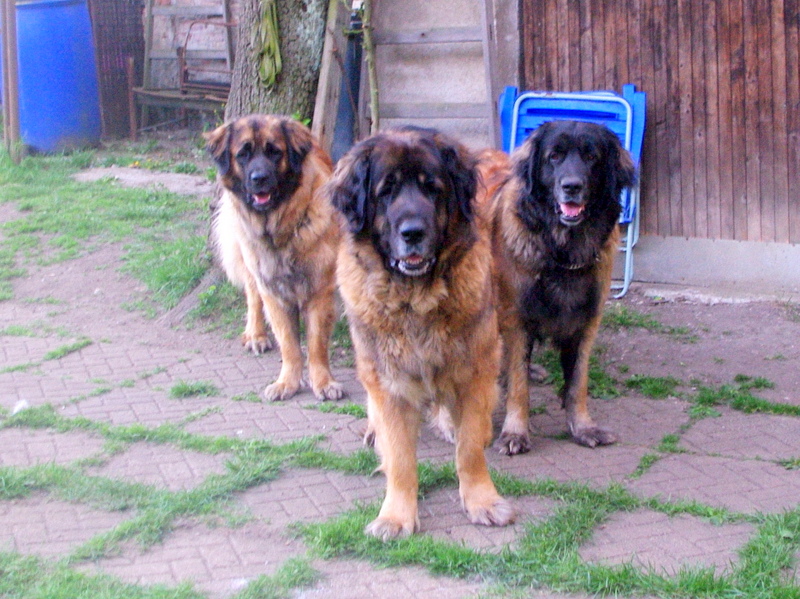 lleonbergers Sedmidomky