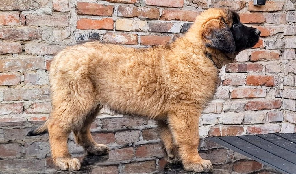 leonberger štěně