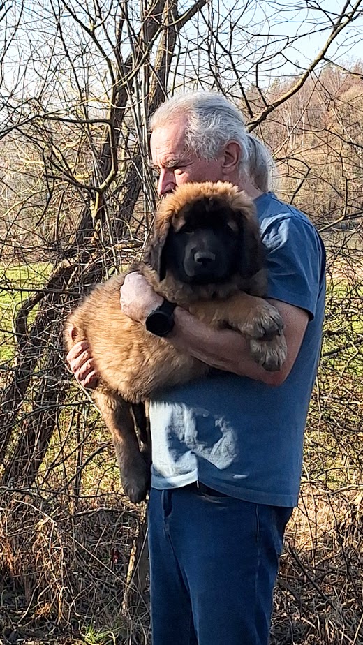 leonberger